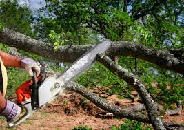 Best Root Management and Removal  in Crossville, TN