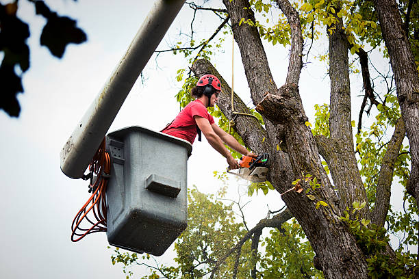 Best Tree Mulching  in Crossville, TN